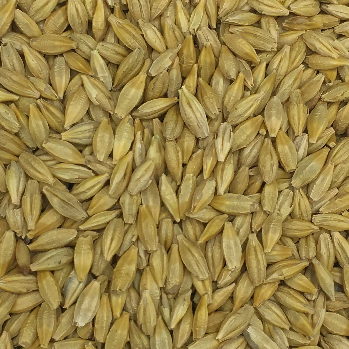 Gerste Gestutzt - Vanrobaeys 25kg 3 Gerste Gestutzt - Vanrobaeys 25kg