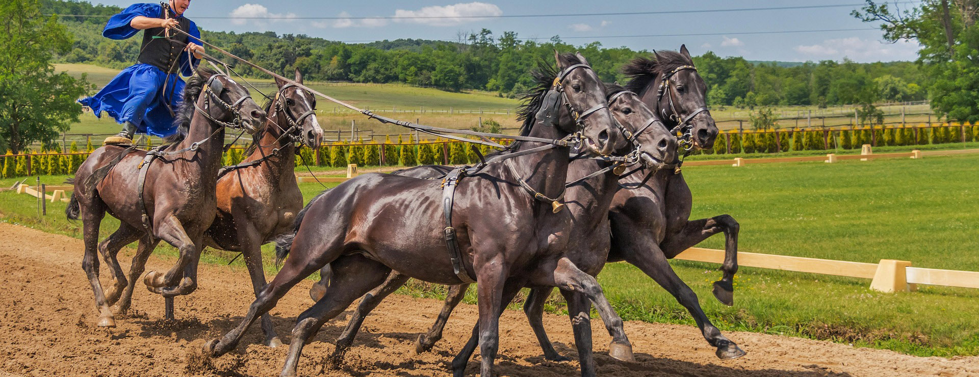 Tiernahrung -Tiernahrung horses 394205 1920