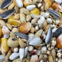 Paloma Nr.16 Weibchen Sieger + Jungtauben 25kg