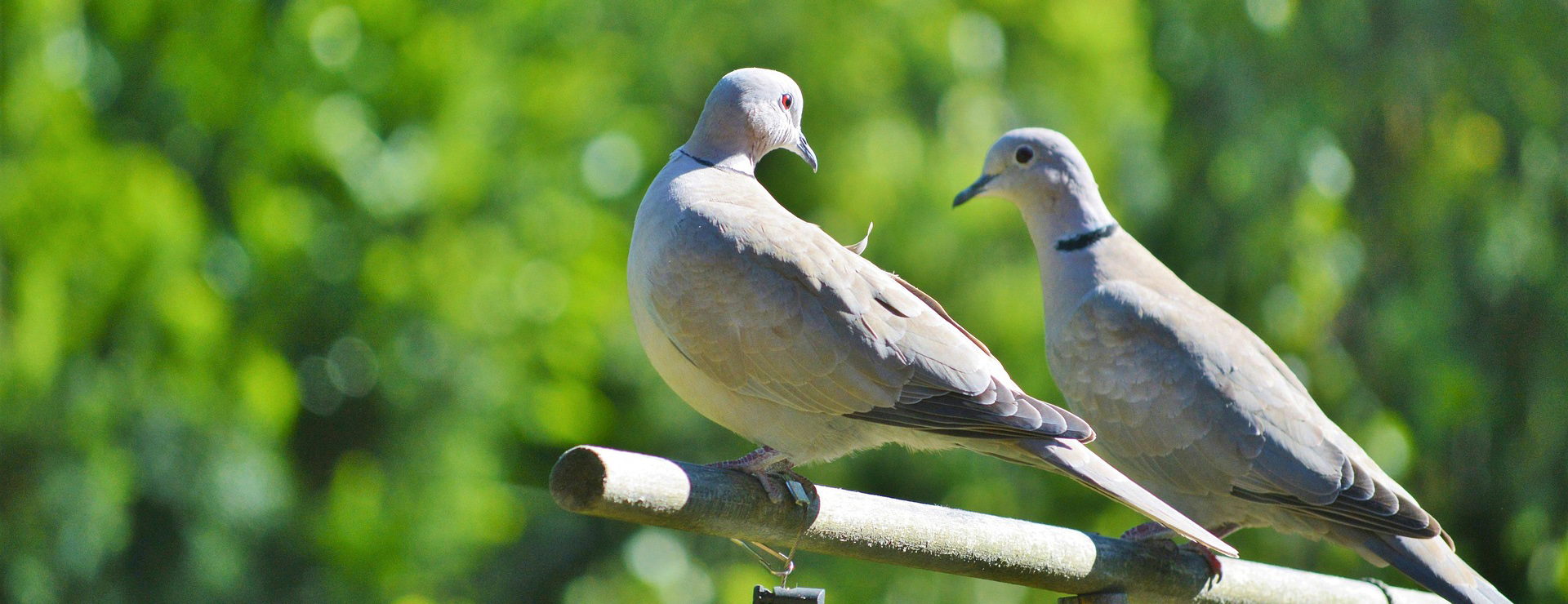 Tiernahrung -Tiernahrung pigeons 2350397 1920