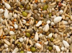 Beyers Premium Sämereien Exclusiv 20Kg