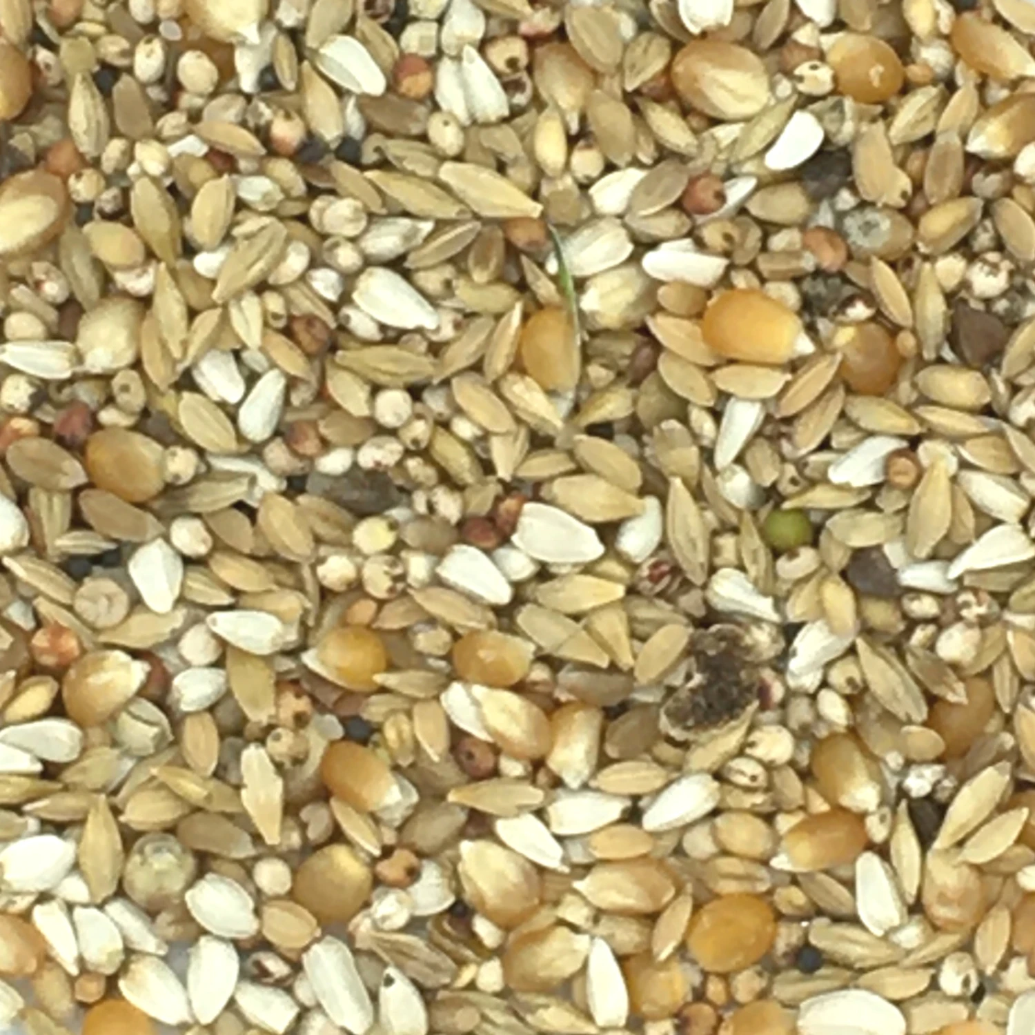 Vanrobaeys Nr.418 Casaert Säuberung 20kg 3 Vanrobaeys Nr.418 Casaert Säuberung 20kg